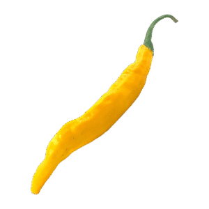 Aji Guyana Chili Seeds