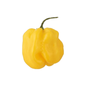 Aji Umba Yellow Chili Seeds