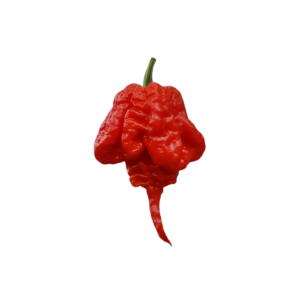 7 Pot Primo Red Chili Seeds