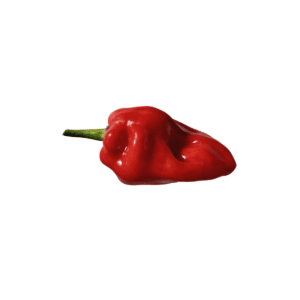 Aji Chombo Chili Seeds