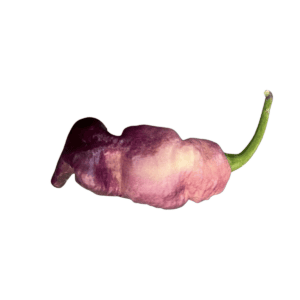 Carolina Reaper Pink Peach Chili Seeds