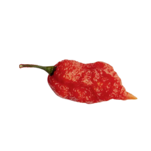 Naga Morich Chili Seeds