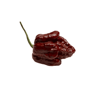 Scorpion Pepper Chocolate Chili Seeds