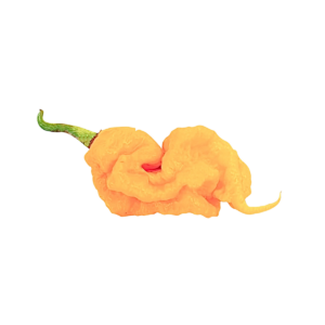 T-Rex Orange Chili Seeds