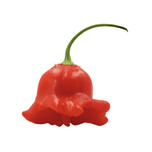 Bishop's Crown Chili Seeds